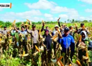 Polsek Teluk Bayur Panen Raya Jagung 8,6 Ton Di Tumbit Melayu
