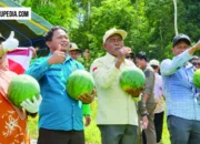 BUMK Kampung Dumaring Panen Raya Semangka Capai 20 Ton