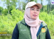 DTPHP Berau Perkuat Produksi Cabai, Jagung Dan Sayuran Hadapi Perubahan Cuaca