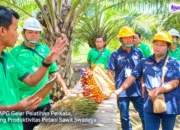 PT TAPG Gelar Pelatihan Perkasa, Dorong Produktivitas Petani Sawit Swadaya Di Berau